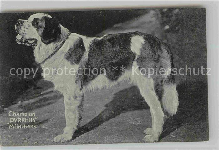 Bernhardiner Champion Pyrrhus Muenchen