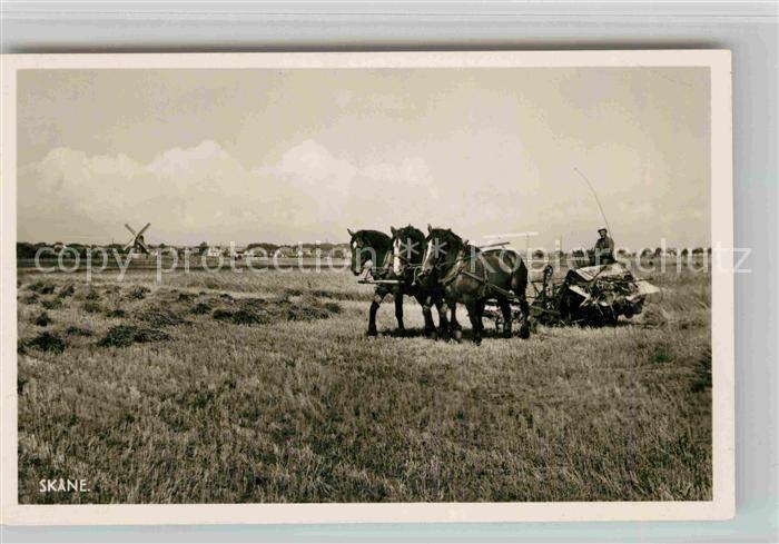 Skane Bauer mit Pferdegespann Windmuehle