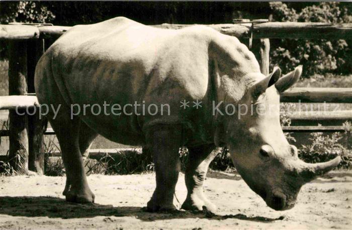 Nashorn Breitmaulnashorn Zoo Dresden