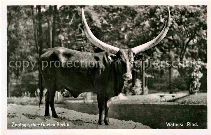 Tiere Watussi-Rind Zoo Berlin