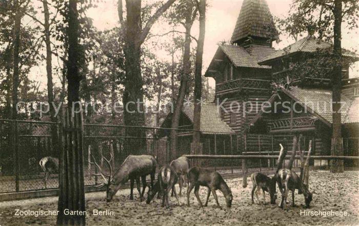 Hirsch Zoo Berlin Hirschgehege