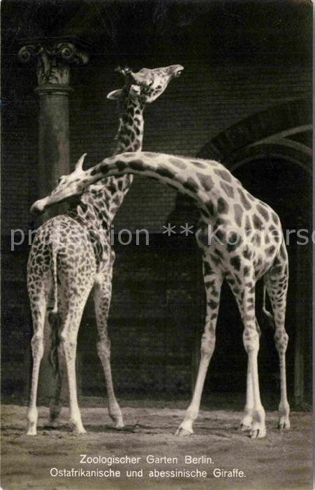 Giraffe Ostafrikanische und abessinische Giraff
