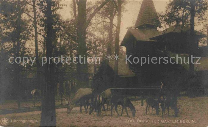 Hirsch Hirschgehege Zoo Berlin