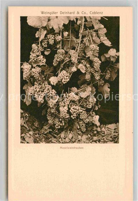 Coblenz Koblenz Moselweintrauben