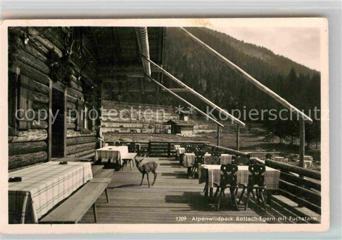 Rottach-Egern Alpenwildpark mit Fuchsfarm