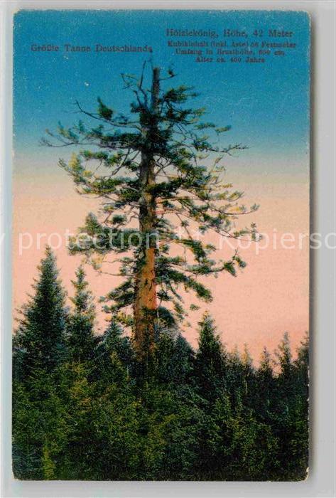 Furtwangen Hoelzlekoenig Deutschlands groesste Tanne