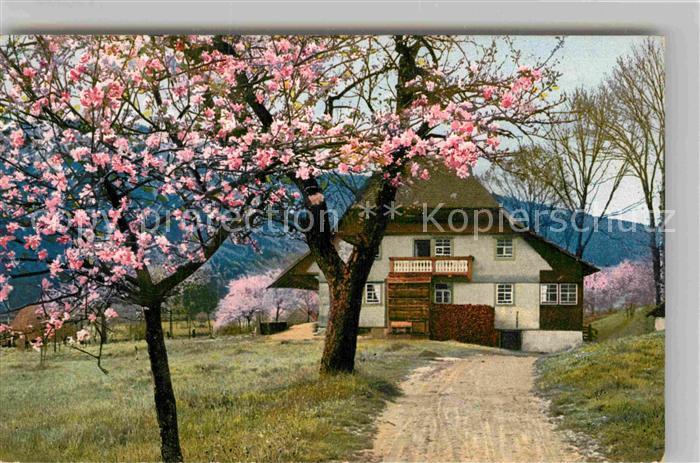 Kirnbachtal Baumbluete Schwarzwaldhaus