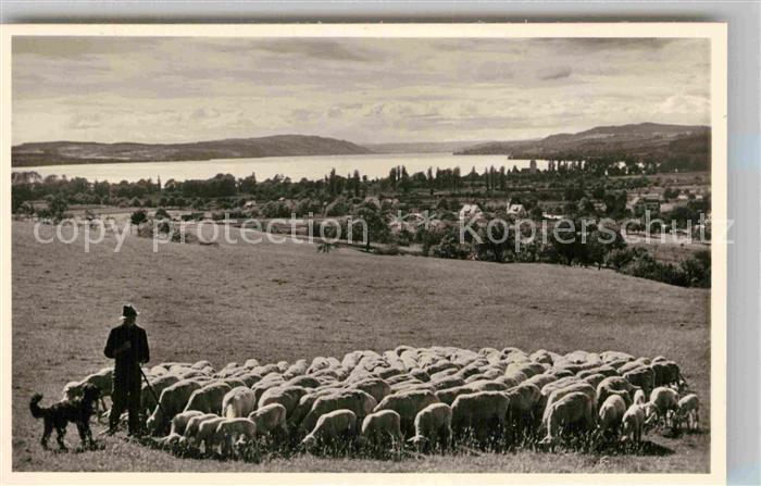 Meersburg Bodensee Schafsherde