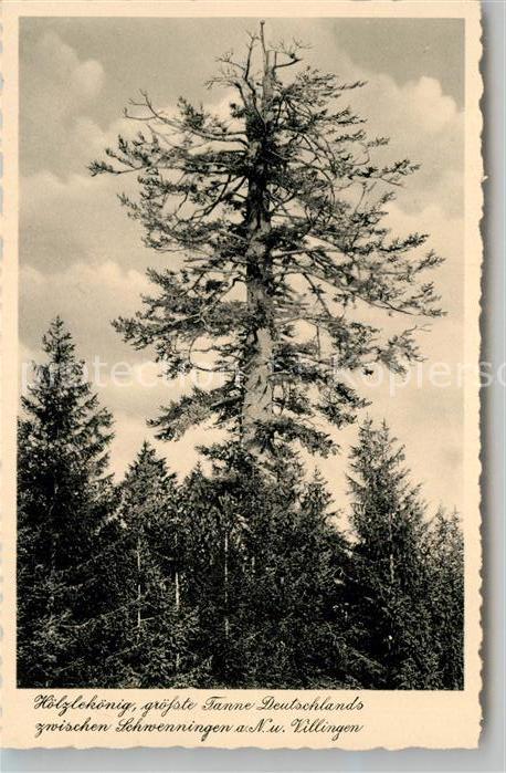 Baeume Trees Hölzlekönig Villingen-Schwenningen
