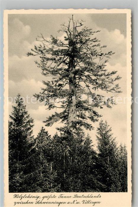 Baeume Trees Hölzlekönig Tanne Villingen-Schwenninge