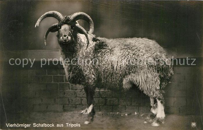 Schafe Vierhörniger Schafbock Tripolis