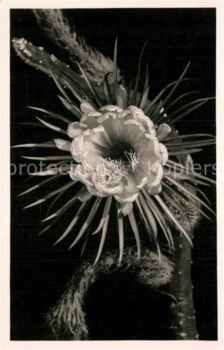 Kakteen Selenicereus pteranthus Prinzessin der