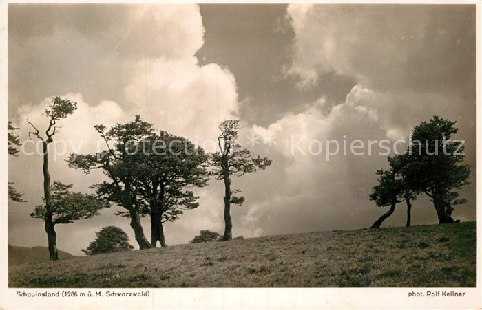 Foto Kellner Rolf Nr. 6763 Schauinsland Schwarzwald