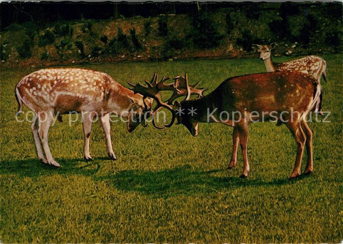 Hirsch Hirschfreigehege Eifel Schulte-Wrede