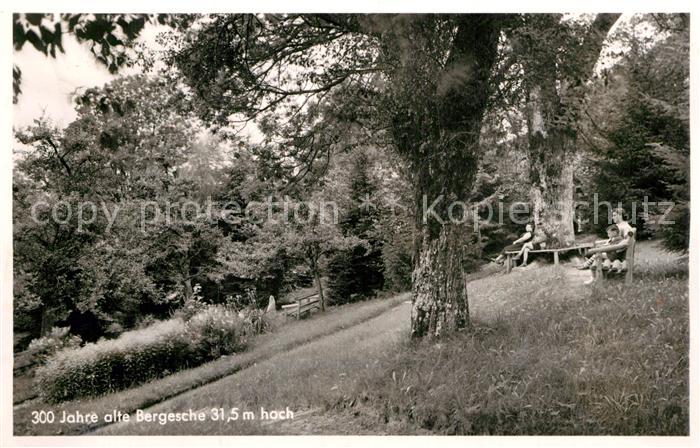 Herrischwand 300 Jahre alte Bergesche