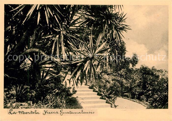La Mortola Yucca Guatemalensis