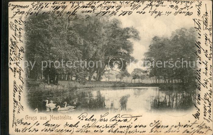 Neustrelitz Teich Park Schwäne