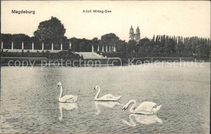 MAGDEBURG  CITY Adolf Mittag See Schwaene