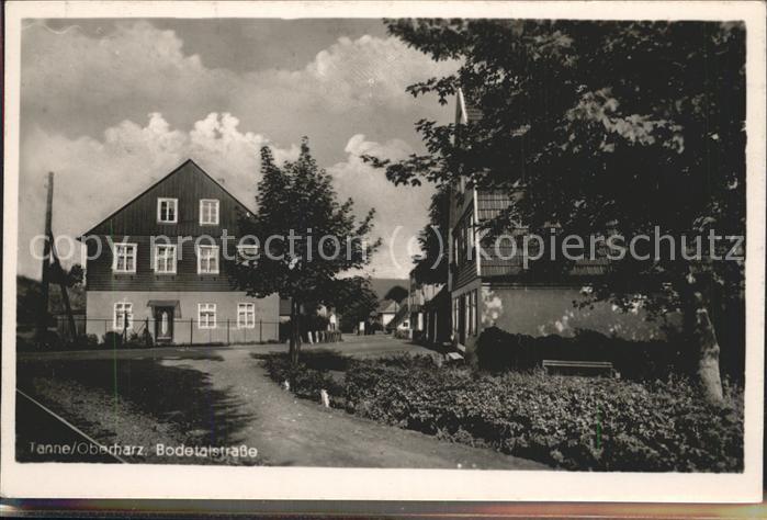 Tanne Harz Bodetalstrasse
