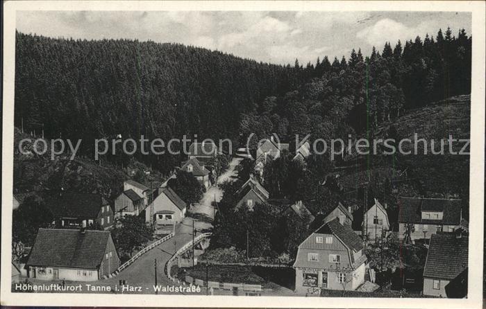 Tanne Harz Waldstrasse