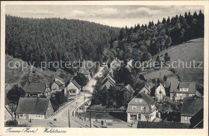 Tanne Harz Waldstrasse