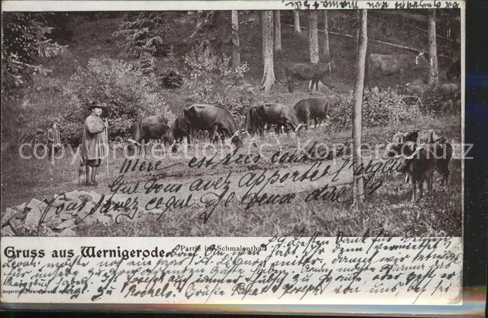 Wernigerode Harz im Schmalental Kühe Hirte