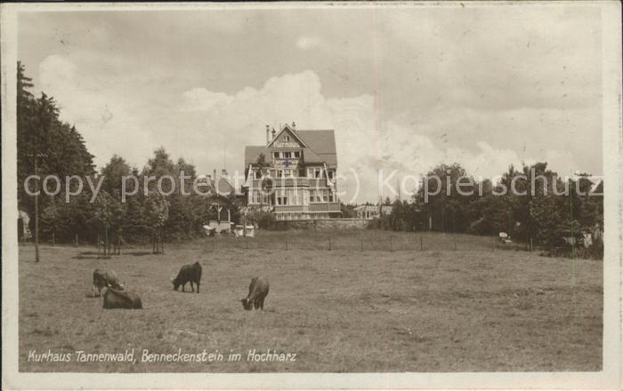 Benneckenstein Kurhaus Tannenwald Kühe
