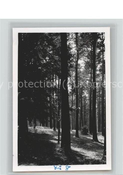 Kuehlungsborn Ostseebad Wald