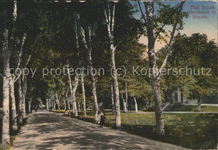 Bad Sulza Birkenallee mit Kurpark