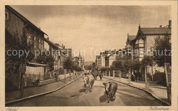 Oberhof Thueringen Zellaerstrasse mit Kuhherde