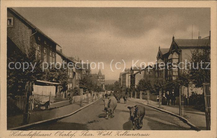 Oberhof Thueringen Zellaerstrasse mit Kuhherde