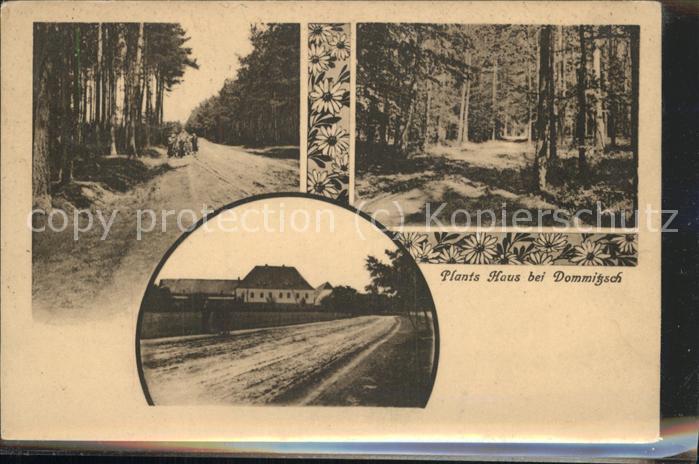 Dommitzsch Waldpartie Plants Haus