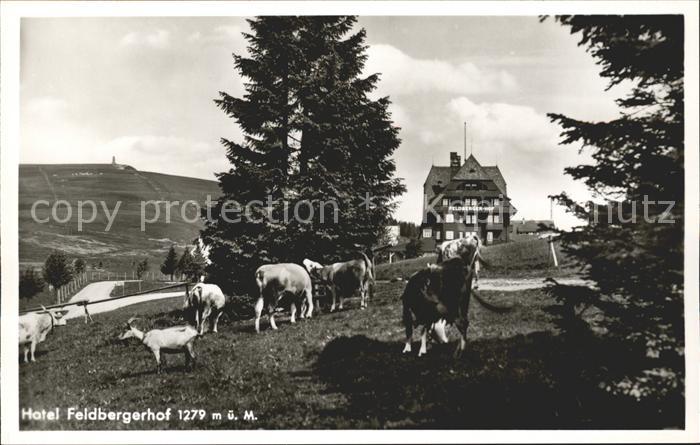 Feldberg Schwarzwald Hotel Feldbergerhof Kuehe
