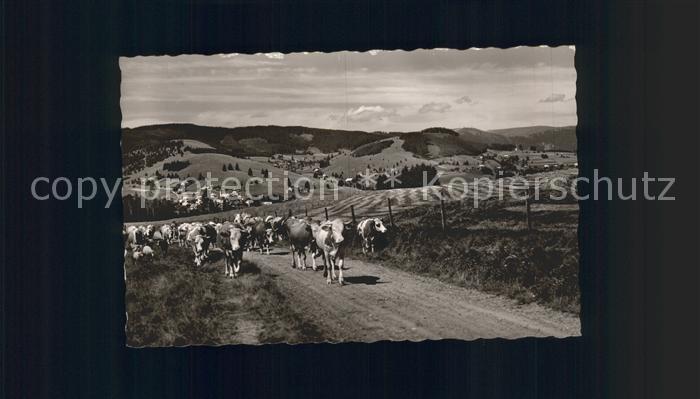 Altglashuetten Kuehe