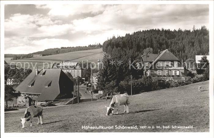 Schoenwald Schwarzwald mit Kuehen