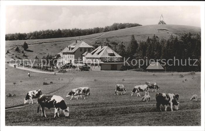 Waldkirch Breisgau Kandel-Haus Kuehe