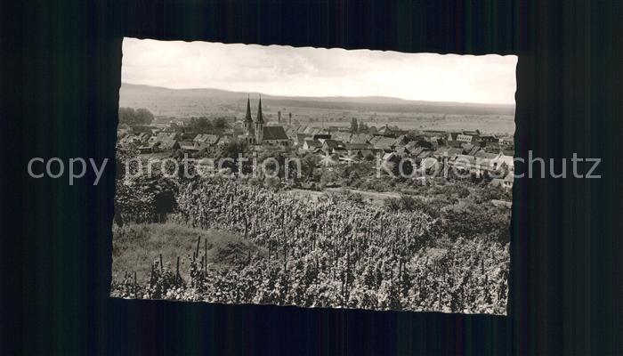 Kenzingen Traubenrebe