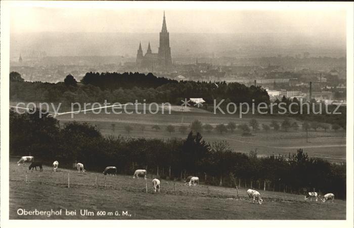 Ulm Donau Oberbergdorf Kloster Kuehe