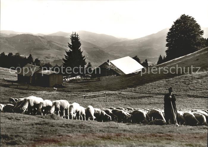 Wieden Schwarzwald Knoepflesbrunnen Schafe Bauer
