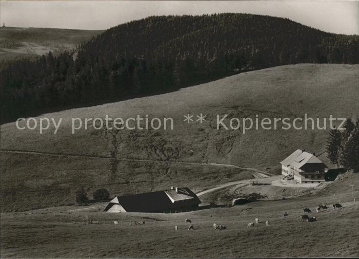 Geschwend Todtnau Berggasthof Gisiboden Kuehe Blick Feldberg