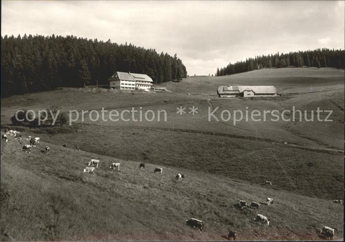Geschwend Todtnau Berggasthof Gisiboden Kuehe