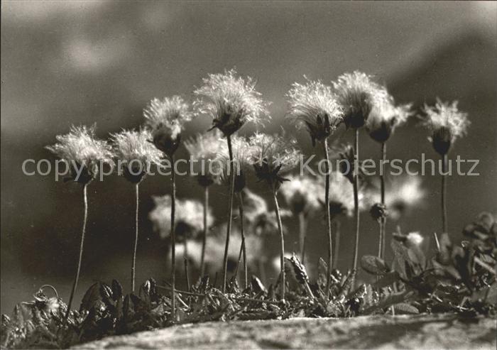 St Anton Arlberg Silberwurz auf Leutkircher Huette