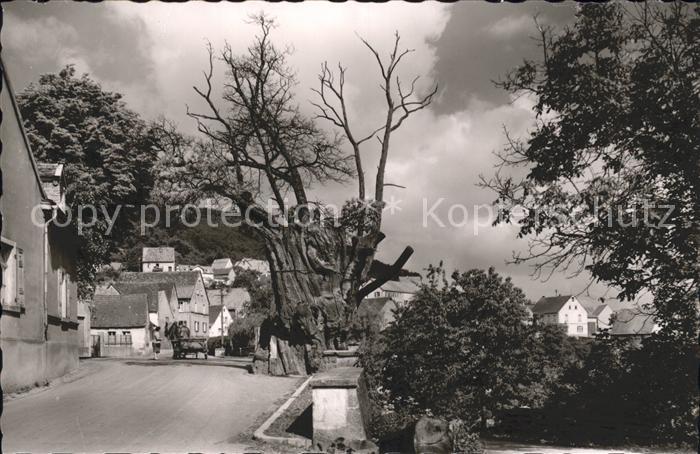 Dannenfels Dicker Kastanienbaum