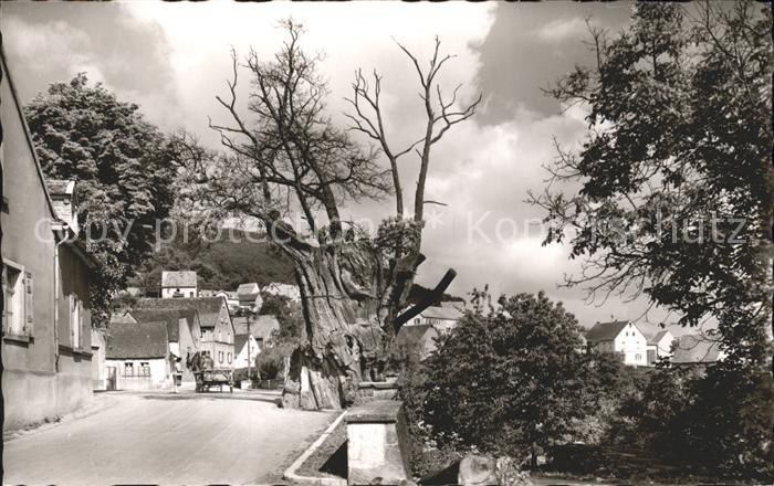 Dannenfels Dicker Kastanienbaum