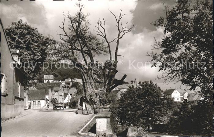 Dannenfels Dicker Kastanienbaum