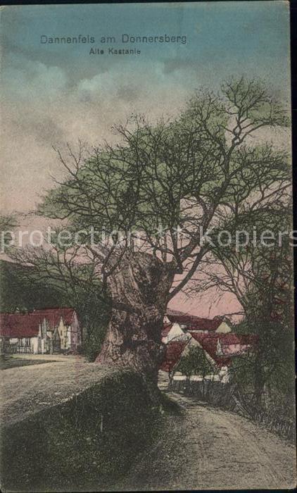 Dannenfels Alte Kastanie