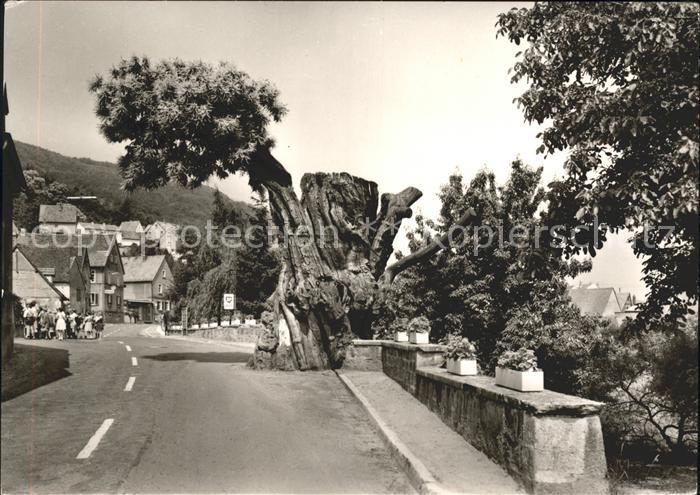 Dannenfels Dicker Kastanienbaum