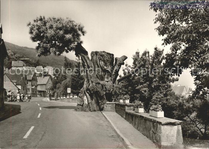 Dannenfels Dicker Kastanienbaum