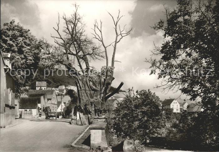 Dannenfels Dicker Kastanienbaum