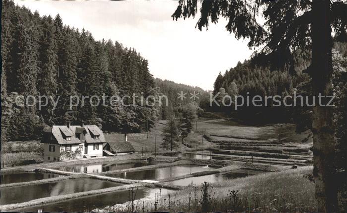 Woernersberg Forellenzucht Kohlmuehle